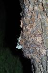 Thaumetopoea processionea