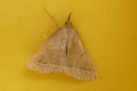 Polypogon plumigeralis