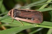 Ochropleura leucogaster