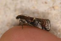 Acrobasis marmorea