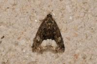 Deltote pygarga