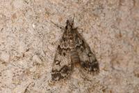 Eudonia lacustrata