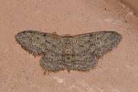 Idaea seriata
