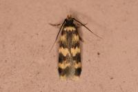 Oegoconia
