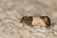 Spilonota ocellana