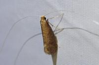 Nematopogon metaxella