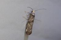 Paraswammerdamia nebulella