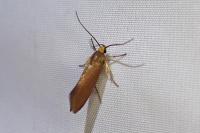 Crassa unitella