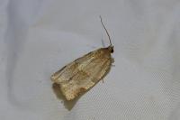 Choristoneura hebenstreitella