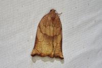 Archips podana