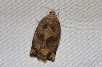 Archips crataegana
