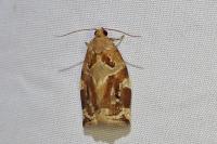 Archips xylosteana