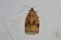 Archips rosana