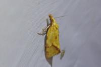 Agapeta hamana