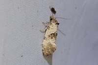 Cochylis molliculana