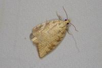 Aleimma loeflingiana
