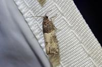 Gypsonoma aceriana