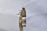 Notocelia trimaculana