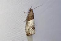 Notocelia roborana