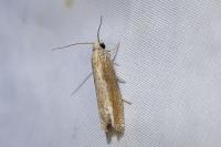 Eucosma obumbratana