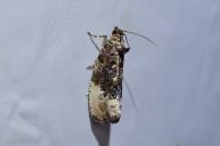Hedya nubiferana