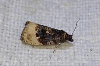Hedya ochroleucana