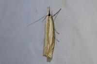 Crambus pascuella