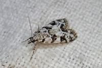 Eudonia delunella