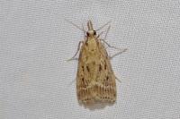 Eudonia pallida