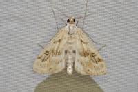 Parapoynx stratiotata