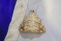 Evergestis pallidata