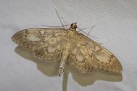 Anania lancealis