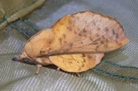 Gastropacha populifolia