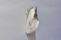 Cilix glaucata