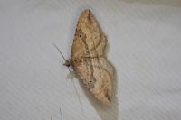 Nycterosea obstipata