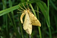 Gandaritis pyraliata