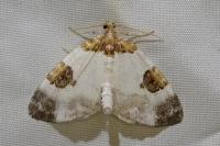 Plemyria rubiginata