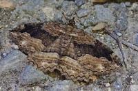 Philereme transversata