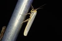 Eilema caniola