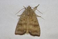 Ipimorpha subtusa
