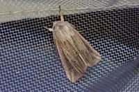 Mythimna riparia