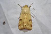 Heliothis peltigera