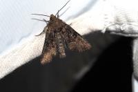 Oligia latruncula/strigilis/versicolor