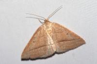 Petrophora chlorosata