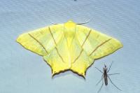 Ourapteryx sambucaria