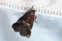 Acrobasis marmorea