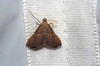 Endotricha flammealis