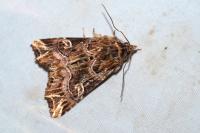 Callopistria juventina