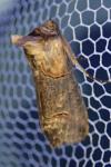 Abrostola triplasia