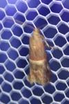 Acrobasis marmorea